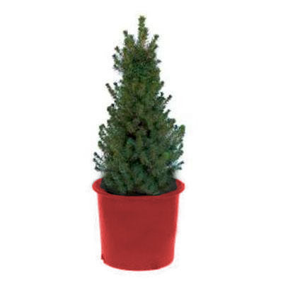 Dwarf Alberta Spruce in 3 Gal. Red Pot – Scout Hockey Christmas Tree ...