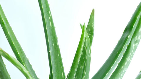 aloe