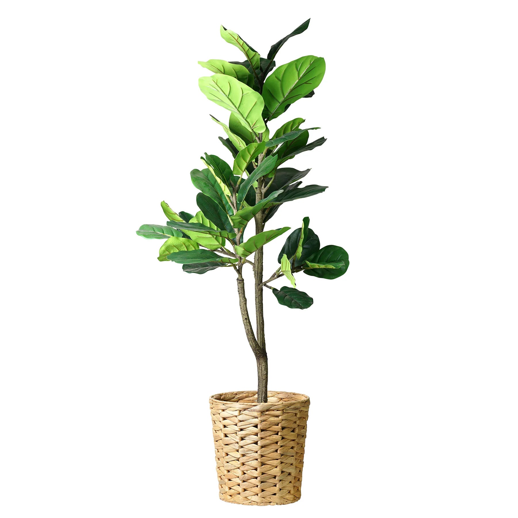 Artificial Fiddle Fig Tree in Water Hyacinth Woven Basket - 48