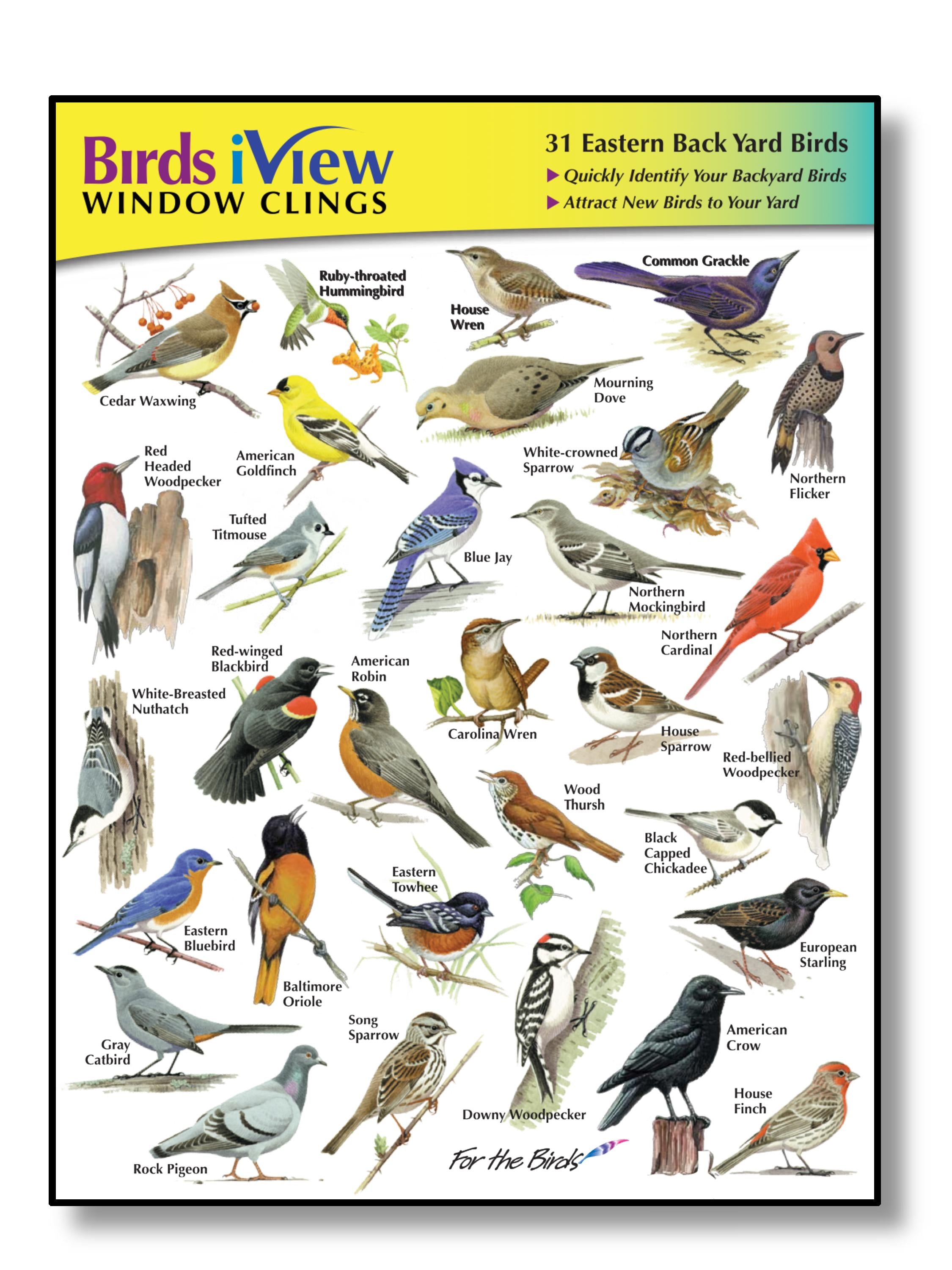 Jay, Bird Identification Guide