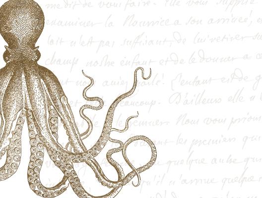 Boxed Note Cards, Octopus Sepia