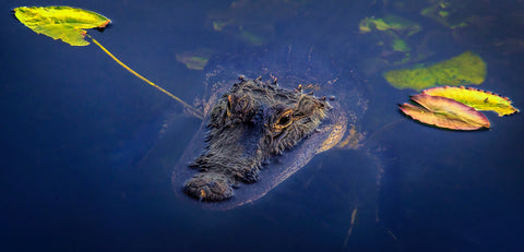 Everglades National Park