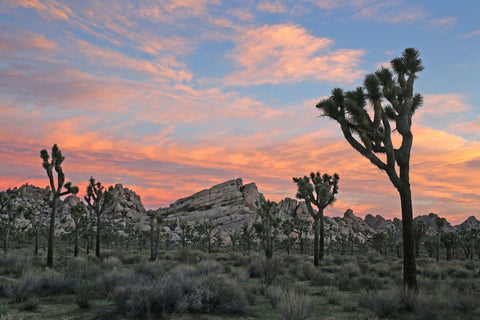 Joshua Tree National Park