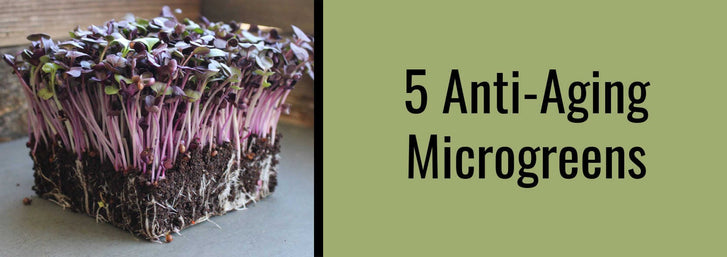 The Top 5 Anti-Aging Microgreens5 Anti-aging microgreens