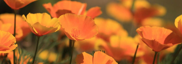 10 California Natives for Organic Pest Controlcalifornia poppy