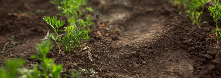 Digging Deeper: The Essentials of Soil Compositioncarrots growing in rich soil