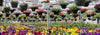 hanging flower baskets in a garden nursery