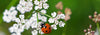 Lady bug on flower