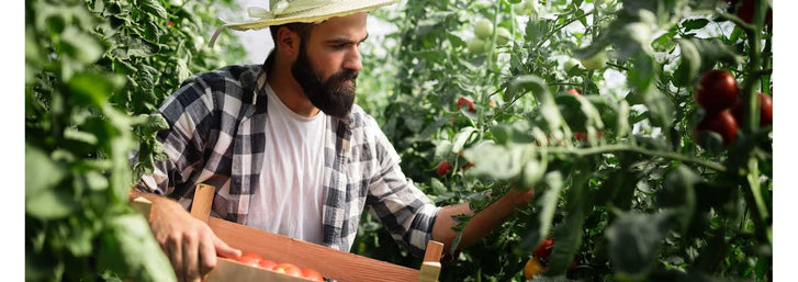 Ron Finley: Empowering Urban GardenersMan harvesting tomatoes