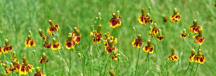 10 Natives of the Southwest USA for Pest ControlMexican Hat Flower Meadow