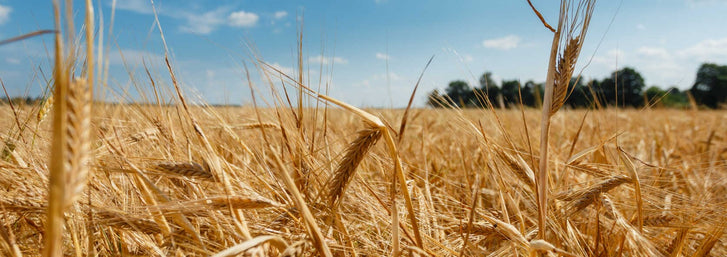Norman Borlaug: A Research PioneerWheat field and blue sky background