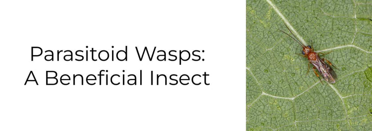 Parasitoid Wasps: A Beneficial Insect in the Gardenparasitic wasp