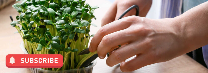 Subscribe & Save On Sprouting Seeds, Microgreens, And Supplies!hands cutting microgreens - "subscribe"