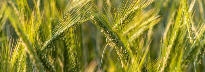 Triticale: A Versatile Cover Crop for GardenersUnripe Triticale