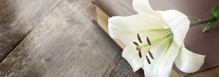 History and Symbolism of the Easter LilyEaster Lily with a wood background