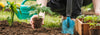 gardener planting tomato plant