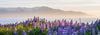 lupine wildflower mountain meadow