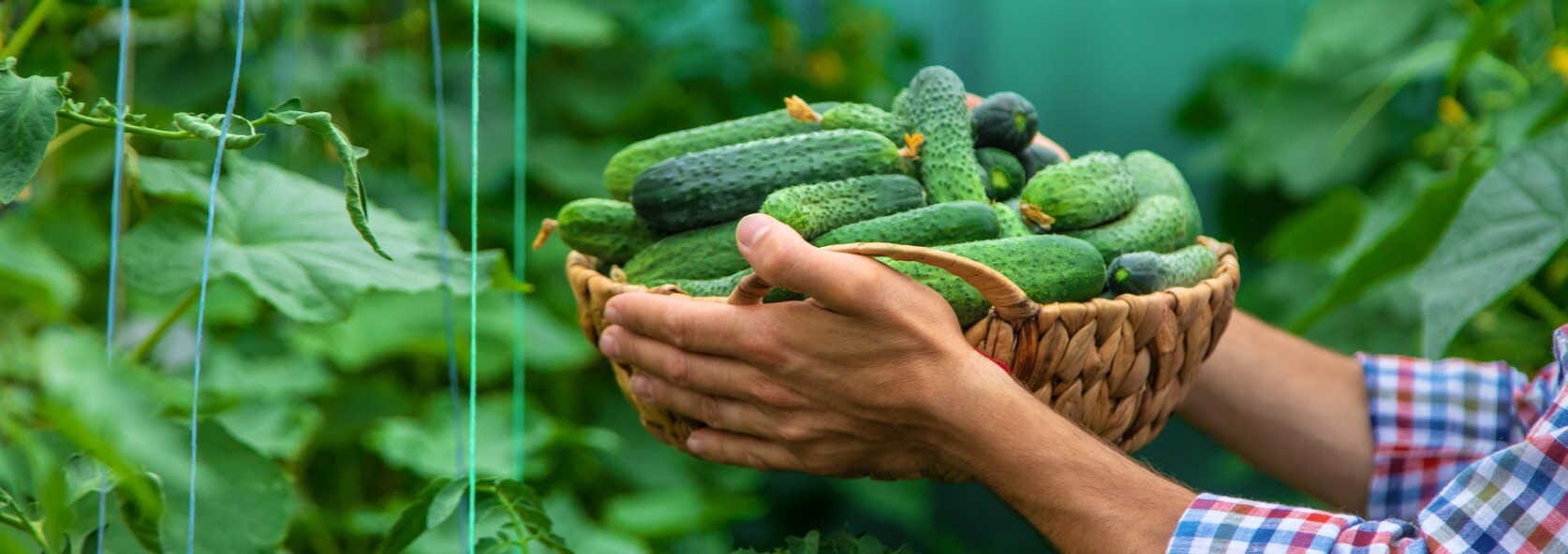 Fresh Organic English Seedless Cucumbers, Mexico, 1 Count - Greenery