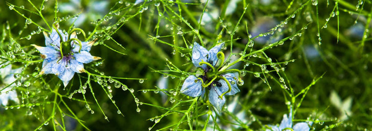Everything You Need To Know About Rain Gardensnigella flower with raindrops
