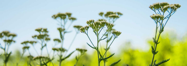 Northeastern Natives for Attracting Beneficial Insectsyarrow meadow