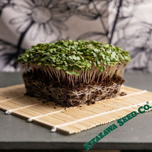 Turnip Turnbroccoli Green Turnbroc Microgreens