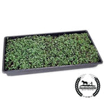 basic salad microgreens in tray