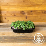 Premium Durable Self-Watering Microgreens Growing Trays microgreens