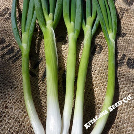 Onion, Bunching - Evergreen White Nebuka