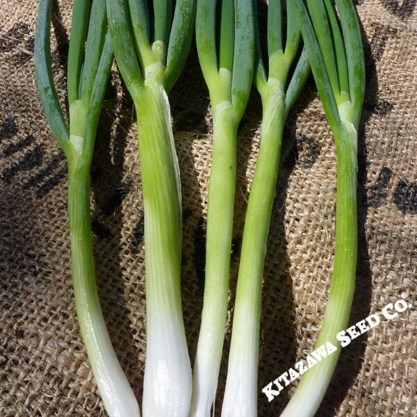 Onion, Bunching - Evergreen White Nebuka