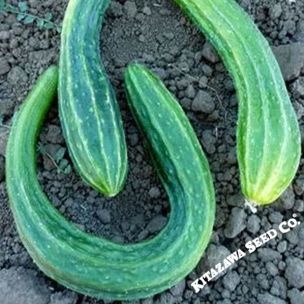 Suyo Long Cucumber