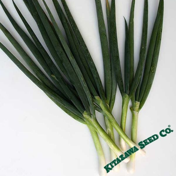 Organic Tokyo Long White Bunching Onion