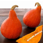 Organic Japanese Red Kuri Squash-Seeds