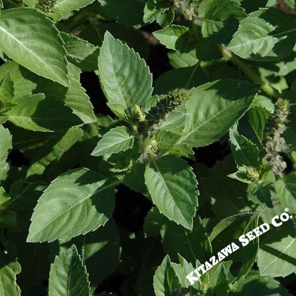 Organic Basil Sacred