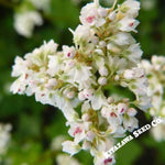 Buckwheat Seeds - Japanese - Organic
