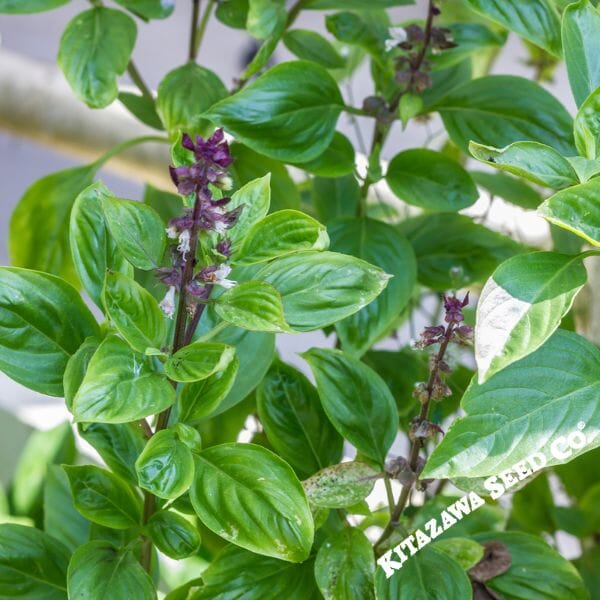 Basil Seeds - Anise