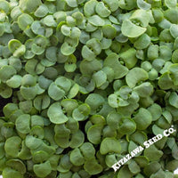 Basil Seeds  Anise  Microgreens