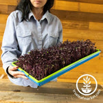 Heartway Farms Microgreens Starter Kits microgreens