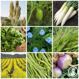 No-Till Forage Friendly Cover Crop Mix Collage