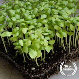 Basil Seeds  Sweet (Organic)  Microgreens