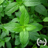 Peppermint Seeds (Organic)