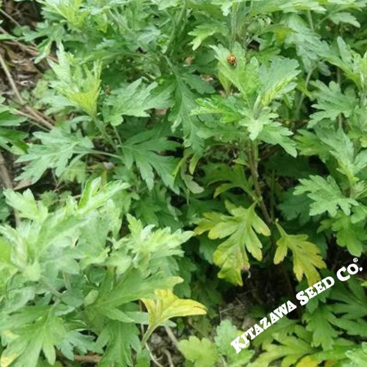 Japanese mugwort growing