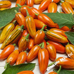 Eggplant Seeds - Togo