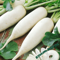 Radish Seeds - China White Winter