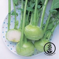 Kohlrabi Winner Hybrid