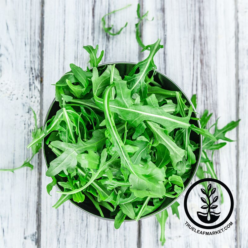 Organic Rocket Salad, Roquette Arugula Seeds - 300 Mg