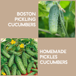 Boston pickling cucumbers fully grown and homemade pickles cucumbers fully grown