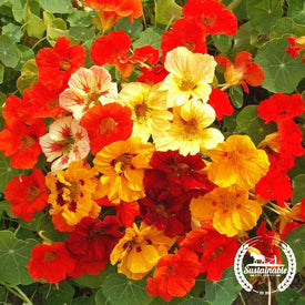 Jewel Mix nasturtium