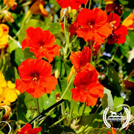 Jewel mix nasturtium close up