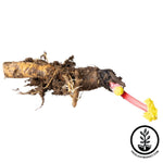 Valentine Rhubarb Crown Bare Root