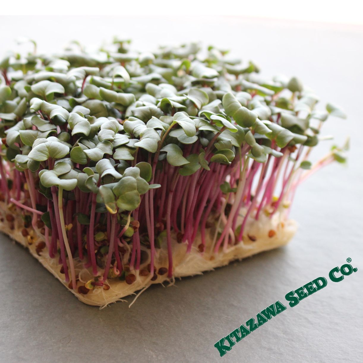 Hong Vit Radish Microgreens